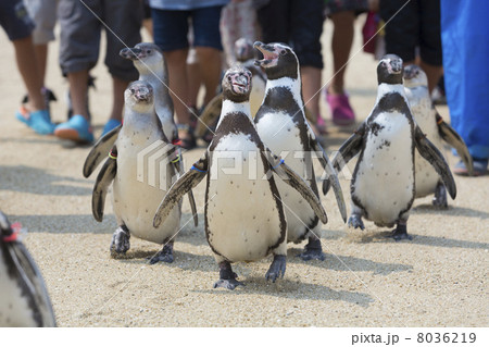 フンボルトペンギンの行進 フンボルトペンギンの行進 8036219