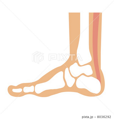 足の骨 8036292