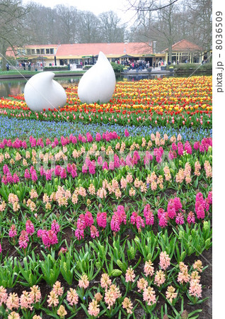 キューケンホフ公園　オランダ 8036509