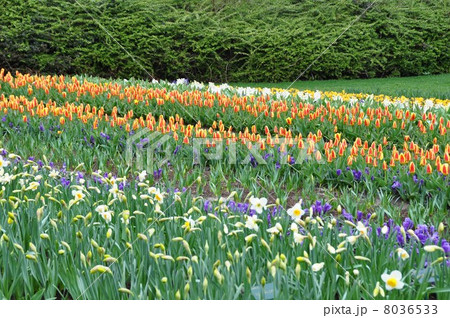 キューケンホフ公園 オランダ キューケンホフ公園 オランダ 8036533