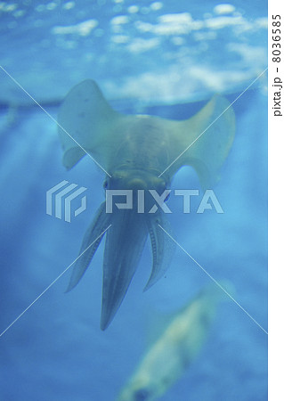 アオリイカ アオリイカ 8036585