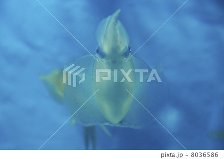 アオリイカ 8036586