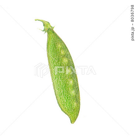 きぬさや_a 8036798