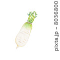 大根 8036800