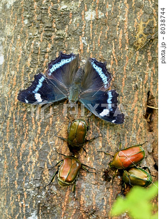 ルリタテハとカナブン ルリタテハとカナブン 8038744