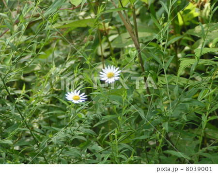 夏に咲く優雅な菊の花ユウガギク 8039001