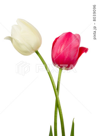 Red and white flowers Red and white flowers 8039096