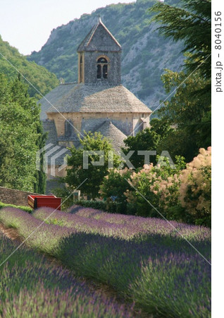 ラベンダーの咲くセナンク修道院 ラベンダーの咲くセナンク修道院 8040156