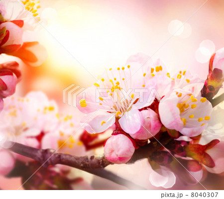 Spring Blossom. Apricot Flowers 8040307