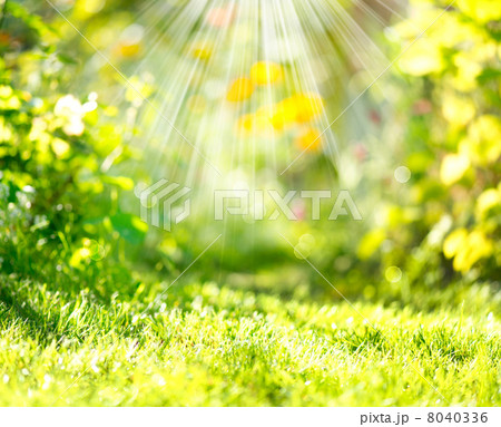 Nature Spring Blurred Background with Sunbeams 8040336