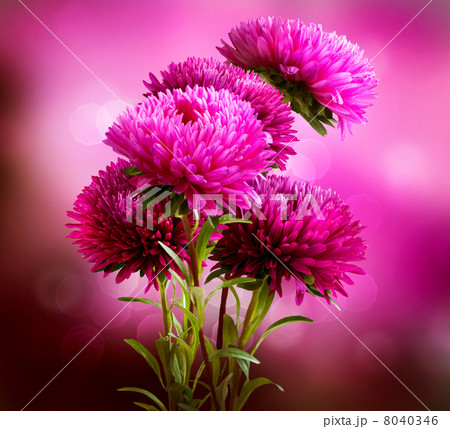 Aster Flowers Bouquet Art Design Aster Flowers Bouquet Art Design 8040346