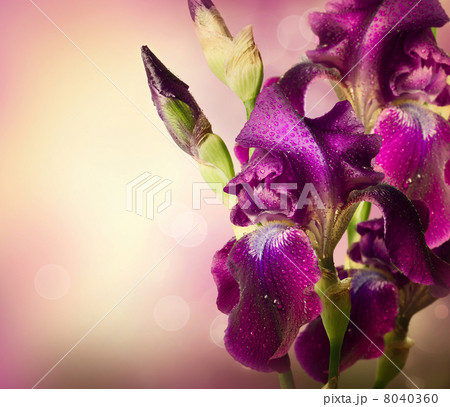 Iris Flowers Art Design. Beautiful Violet Flower 8040360