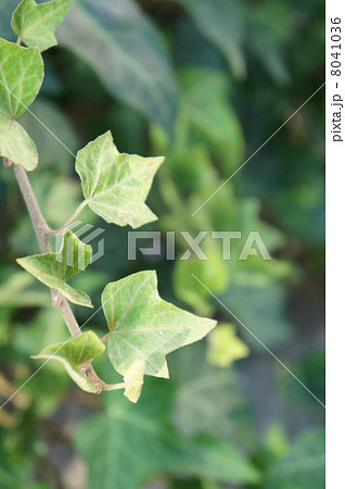 アイビー アイビー 8041036