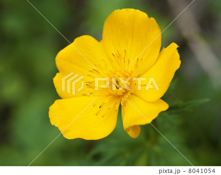 シナノキンバイ 8041054