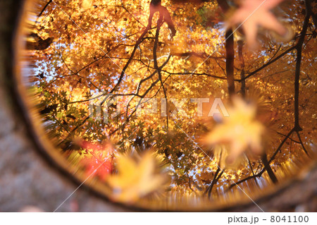 手水鉢に映る鮮やかに色づいた紅葉 手水鉢に映る鮮やかに色づいた紅葉 8041100