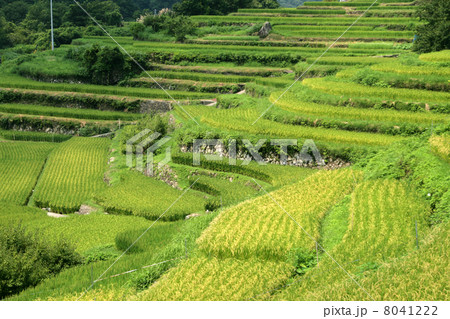 中山千枚田 8041222