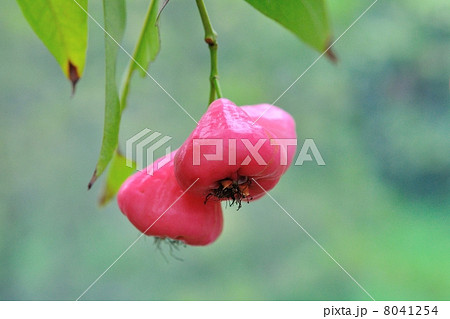 レンブの実 8041254