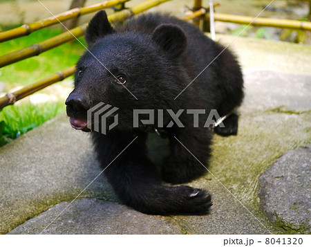 ツキノワグマ ツキノワグマ 8041320