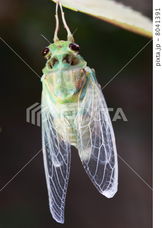 羽化直後のセミ 8041391