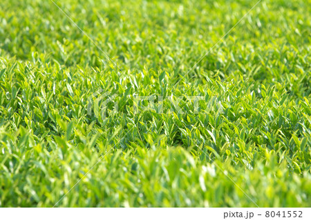 茶畑のアップ 茶畑のアップ 8041552