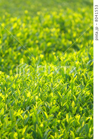 茶畑のアップ 8041553