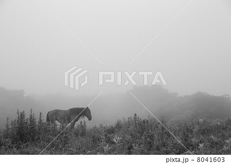 霧の中の馬 8041603