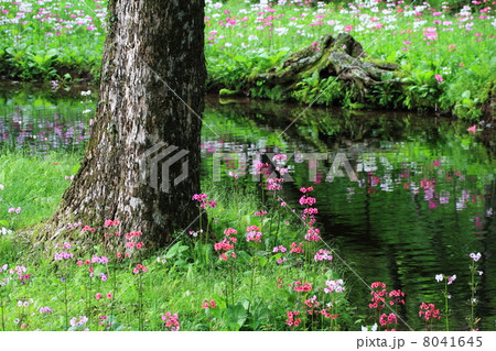 クリンソウ 8041645