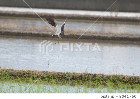 水田から飛び立つケリ 8041760