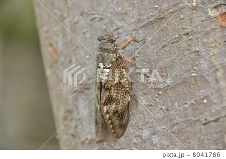 アブラセミ 8041786