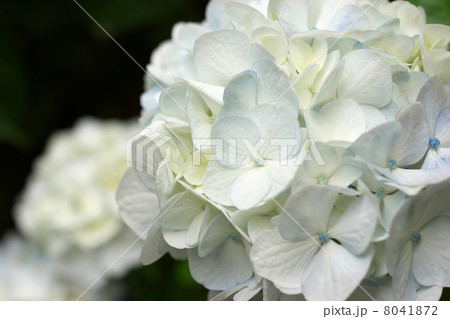 鮮やかに咲く白色の紫陽花 8041872