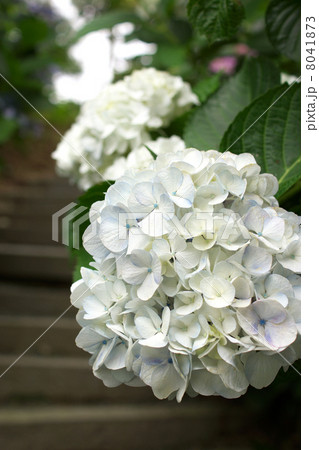 鮮やかに咲く白色の紫陽花 8041873
