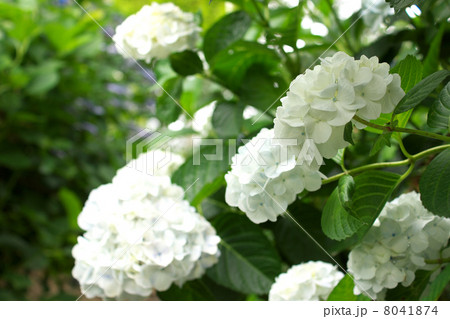 鮮やかに咲く白色の紫陽花 8041874