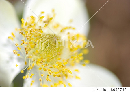 アネモネの花のアップ アネモネの花のアップ 8042712