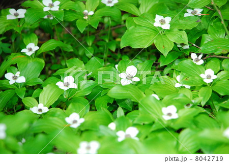 ゴゼンタチバナの群生 8042719