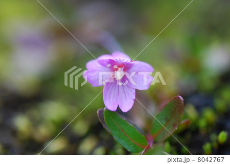 ピンクの花 ピンクの花 8042767