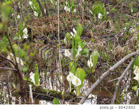 春の水芭蕉 8042802