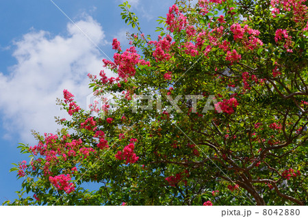 お台場海浜公園の鮮やかなピンク色のサルスベリの花と青空 お台場海浜公園の鮮やかなピンク色のサルスベリの花と青空 8042880