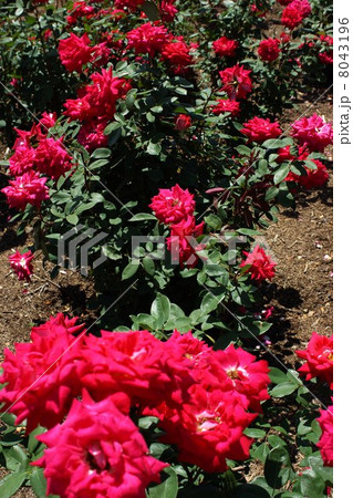 さかき千曲川バラ公園 8043196