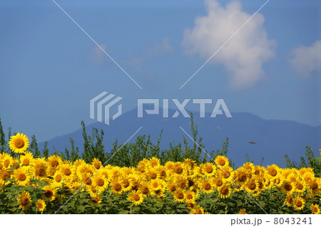 8月花　ヒマワリ・キク科130 8043241