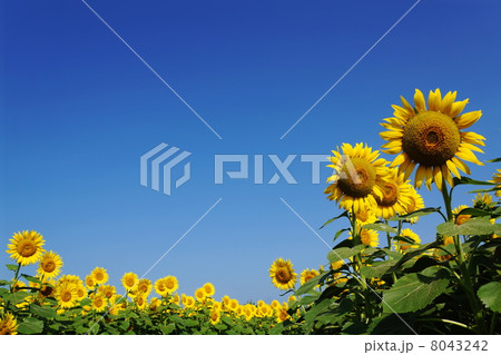 8月花 ヒマワリ・キク科129 8月花 ヒマワリ・キク科129 8043242