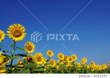 8月花 ヒマワリ・キク科128 8月花 ヒマワリ・キク科128 8043243