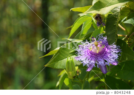 8月花　トケイソウ・トケイソウ科24 8043248