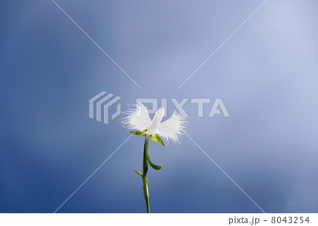 8月花　サギソウ・ラン科79 8043254