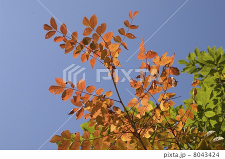 秋 紅葉 秋 紅葉 8043424