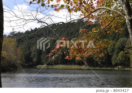 秋 黄葉 秋 黄葉 8043427