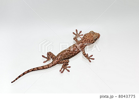 ヤモリ ヤモリ 8043775