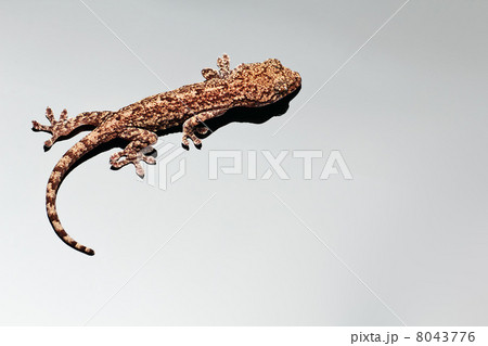 ヤモリ ヤモリ 8043776