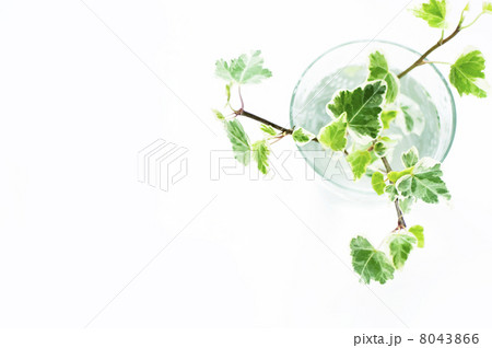 アイビー 8043866