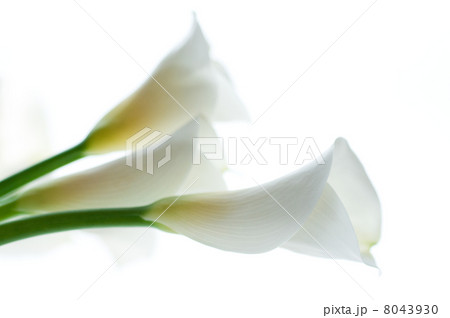 カラー カラー 8043930