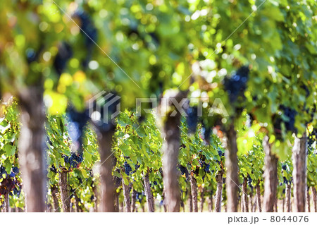 Red grapes in sunlight 8044076